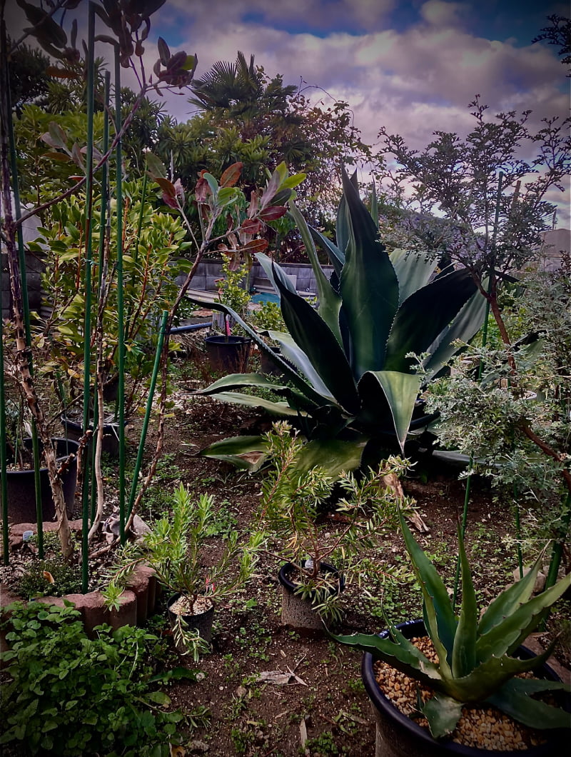 色々な植物たち