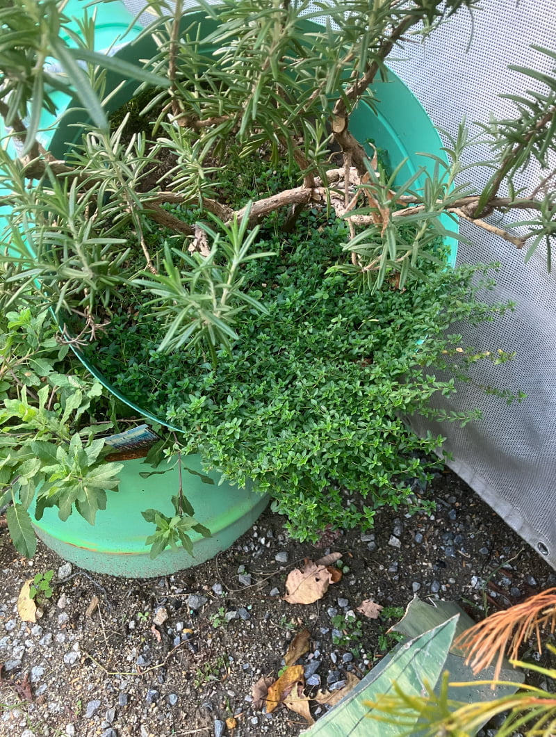 自家栽培野菜・ハーブ