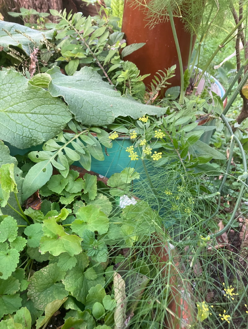 自家栽培野菜・ハーブ