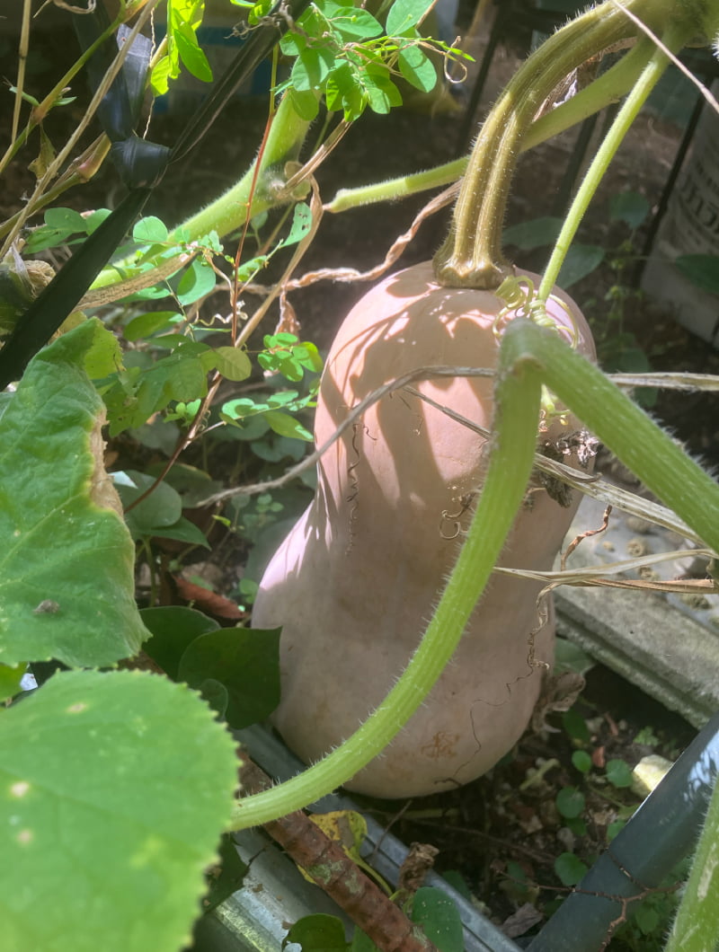 自家栽培野菜・ハーブ