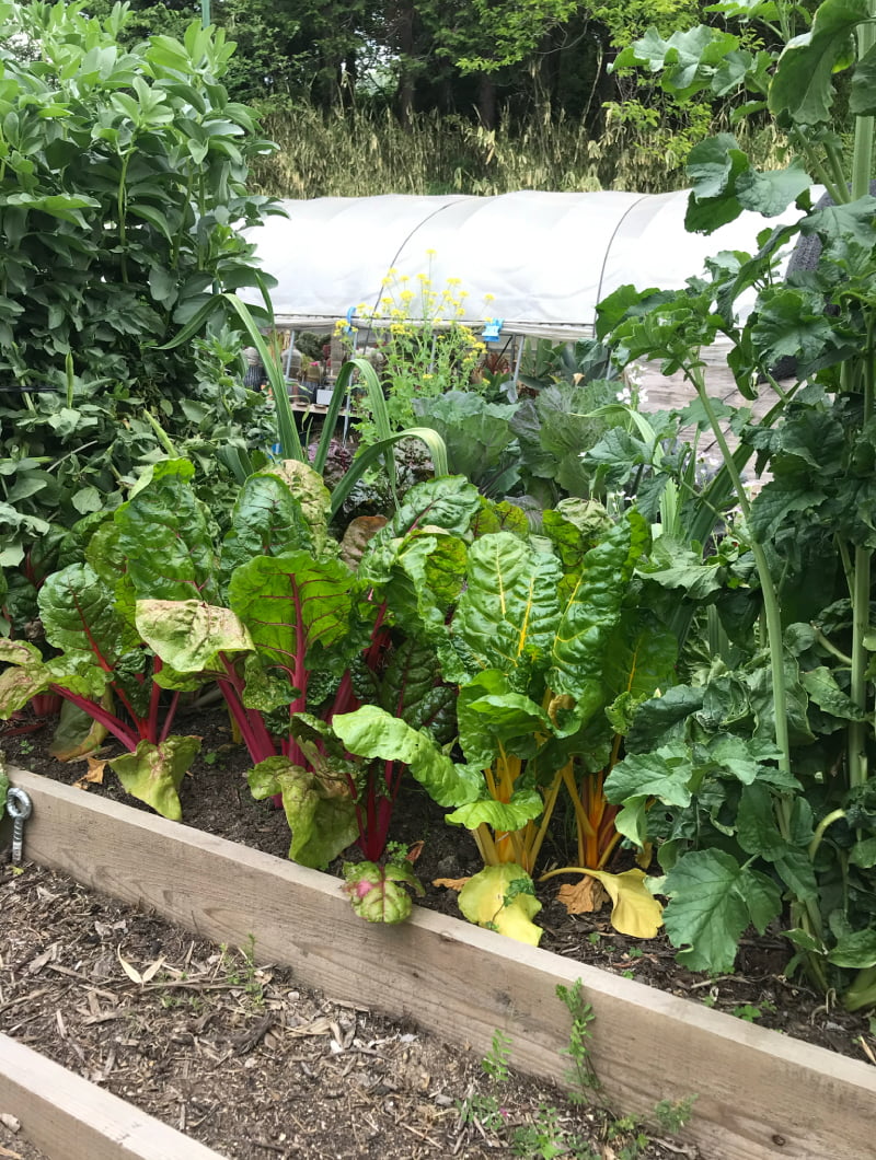 自家栽培野菜・ハーブ